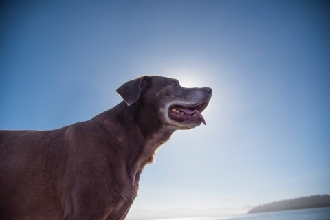 старшая собака на солнце