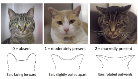 Поймите язык тела вашей кошки