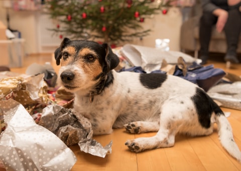 Креативные новогодние подарки для домашних животных и их владельцев