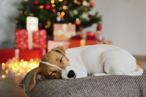 Приют для вашей собаки на Рождество: так вы найдете лучшее решение