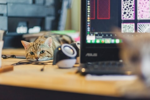 офисный кот