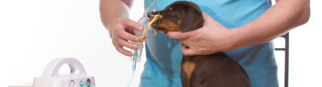 Бывают ли у домашних животных сенная лихорадка? — МАКС Сегодня