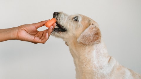 Собака ест морковь