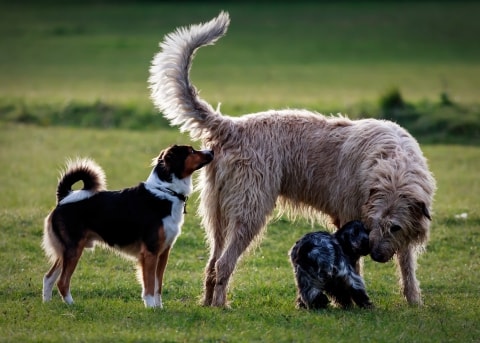 Почему собаки нюхают задницы друг друга?
