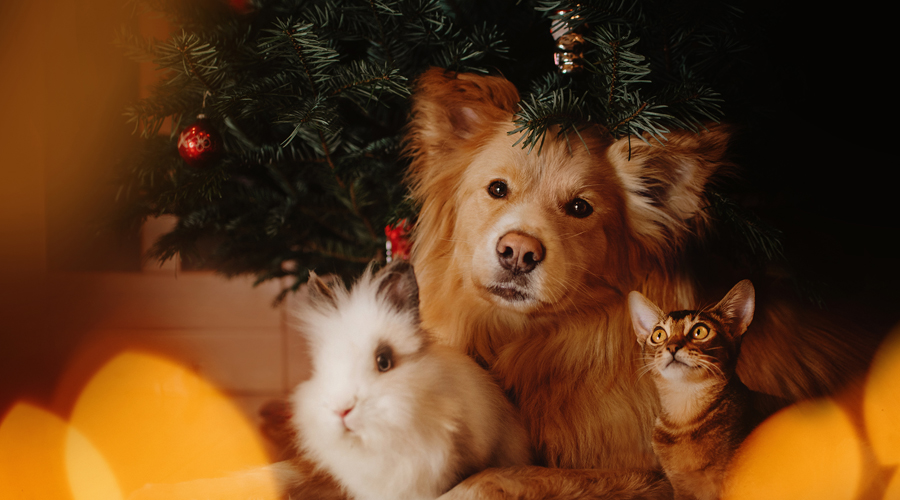 Рождественская елка и другие декабрьские опасности для домашних животных
