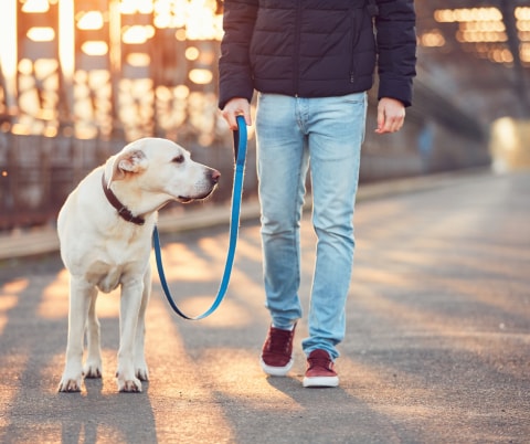 Собака тянет поводок: учимся ходить на ослабленном поводке