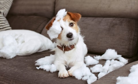 Собаки чувствуют себя виноватыми?