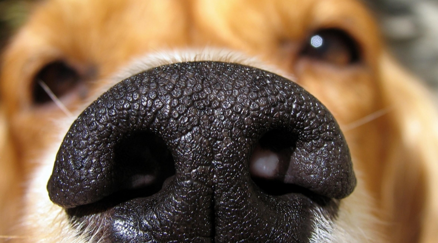 Вот почему нос вашей собаки часто мокрый